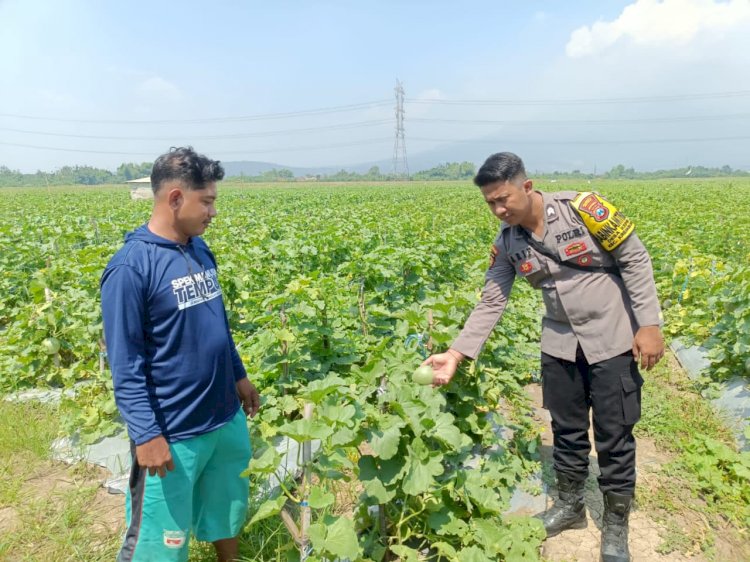Polsek Krembung Dukung Ketahanan Pangan, Dampingi Perawatan Tanaman Melon di Desa Keper